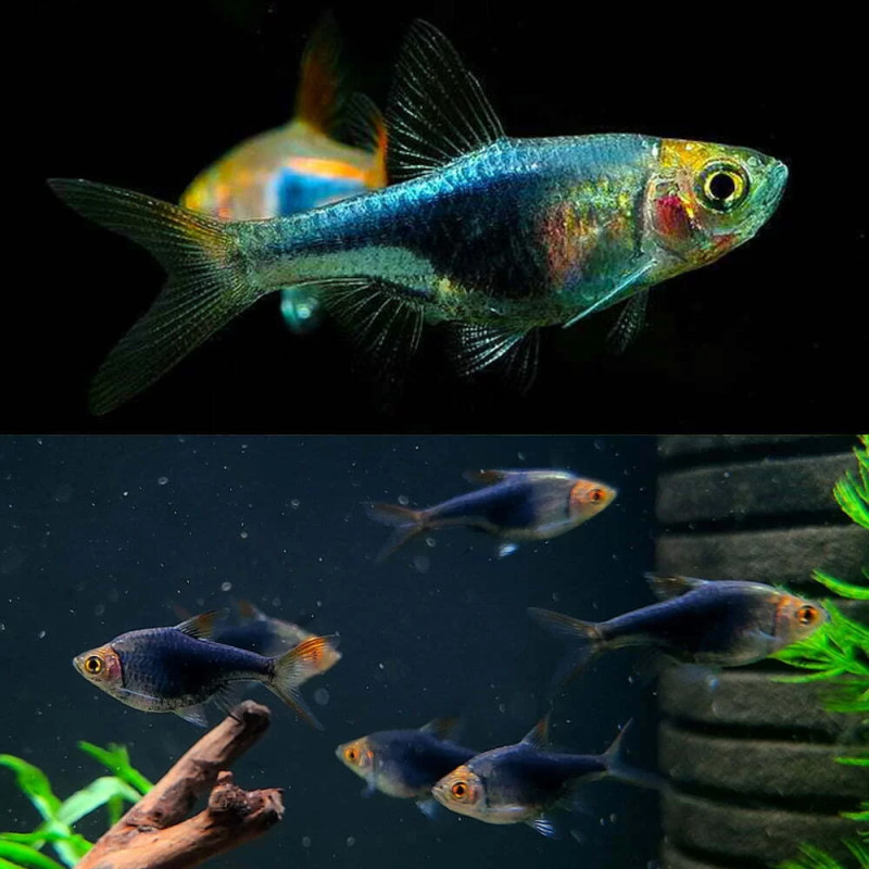 Black Harlequin Rasbora - Trigonostigma heteromorpha