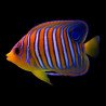 PYGOPLITES DIACANTHUS