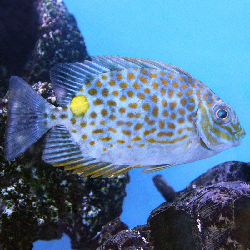 SIGANUS GUTTATUS SIGANUS GUTTATUS
