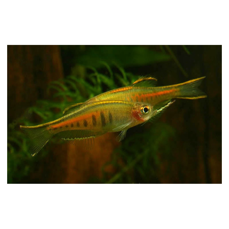 Danio Choprae 2.5-3 - Celestichthys choprae