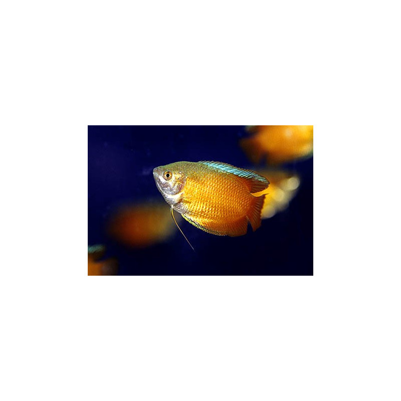 Colisa Sunset - Trichogaster lalius