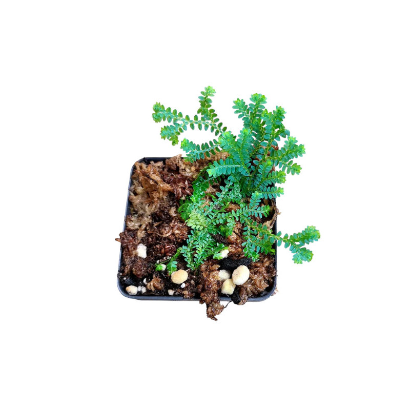 Selaginella uncinata