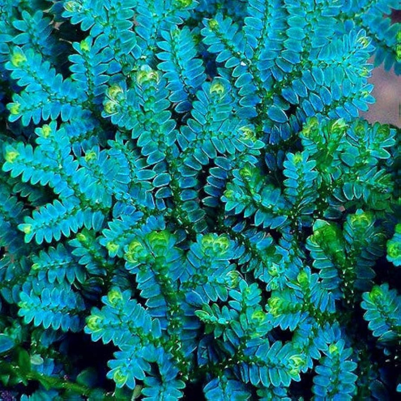 Pteris ensiformis Evergemiensis/Evergreen