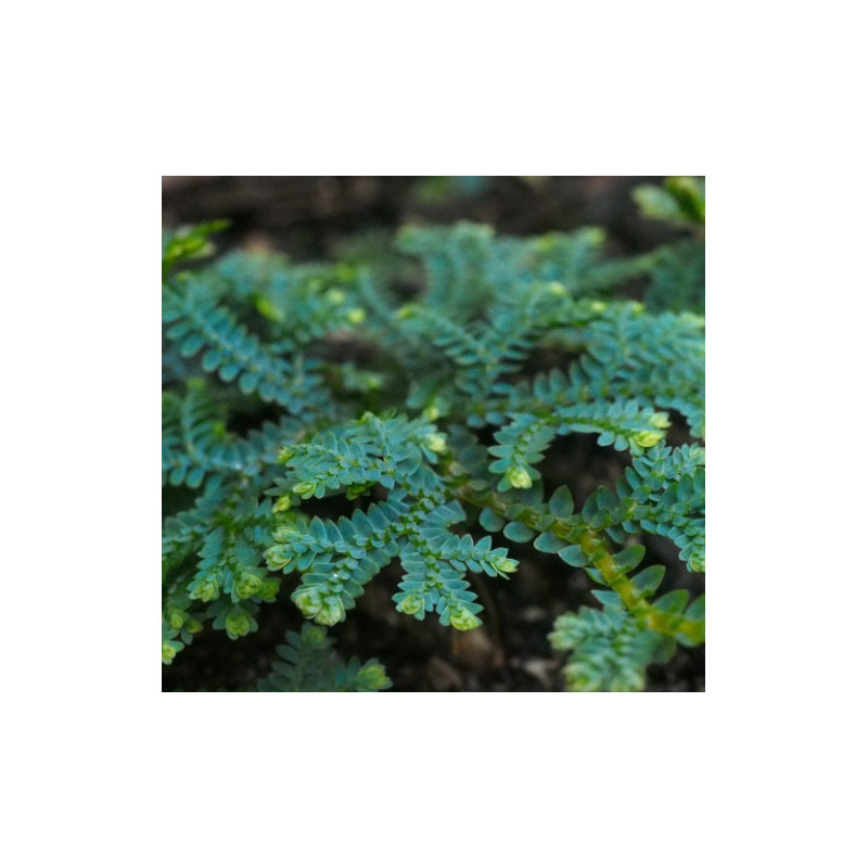 Selaginella uncinata