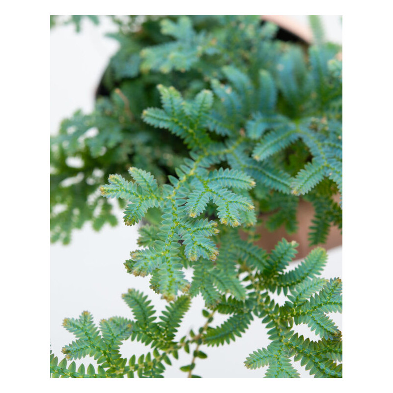 Pteris ensiformis Evergemiensis/Evergreen