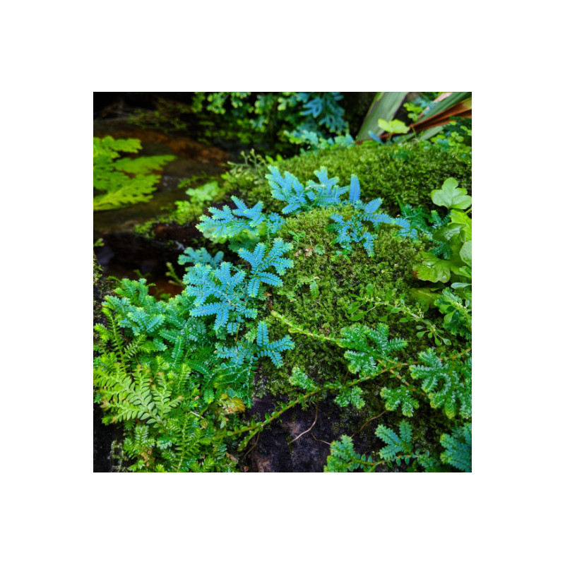 Selaginella uncinata