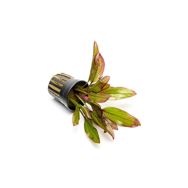 Echinodorus Devils Eye