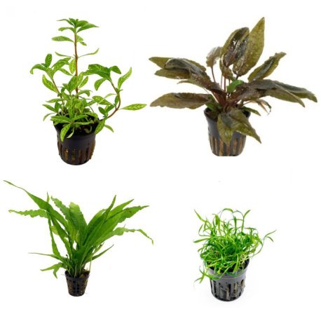 Pack plantas fácil manutenção (B. caroliniana + E. Bleherae + C. wendtii Green + H. siamensis)