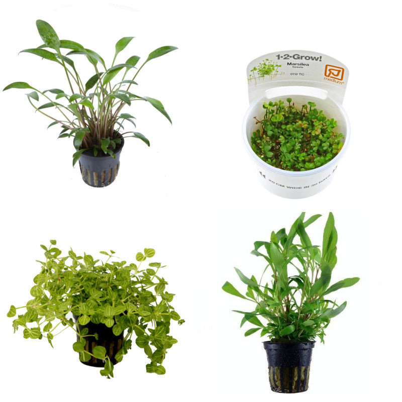 Pack plantas fácil manutenção (B. caroliniana + E. Bleherae + C. wendtii Green + H. siamensis)