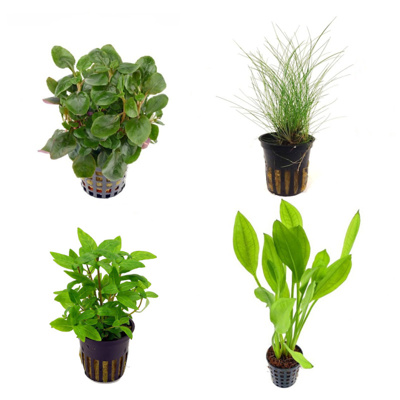 Pack Plantas Fácil Cuidado III