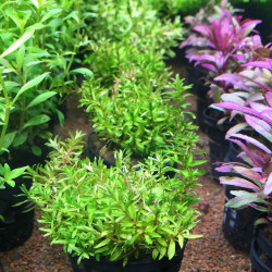 Didiplis diandra Didiplis diandra