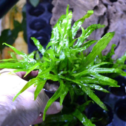 Microsorum Pteropus Trident Microsorum Pteropus Trident