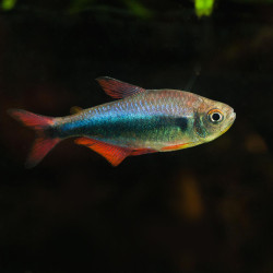 Tetra Blue Red "Peru" - Hyphessobrycon margitae Tetra Blue Red "Peru" - Hyphessobrycon margitae