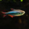 Tetra Blue Red "Peru" - Hyphessobrycon margitae