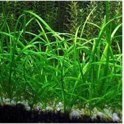 Sagittaria subulata Sagittaria subulata