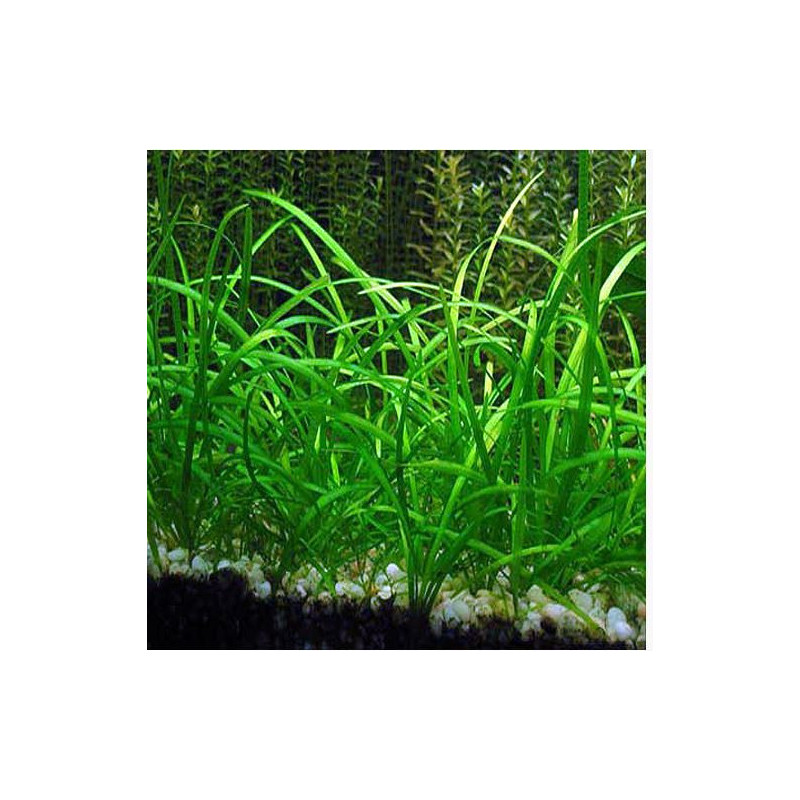 Sagittaria subulata