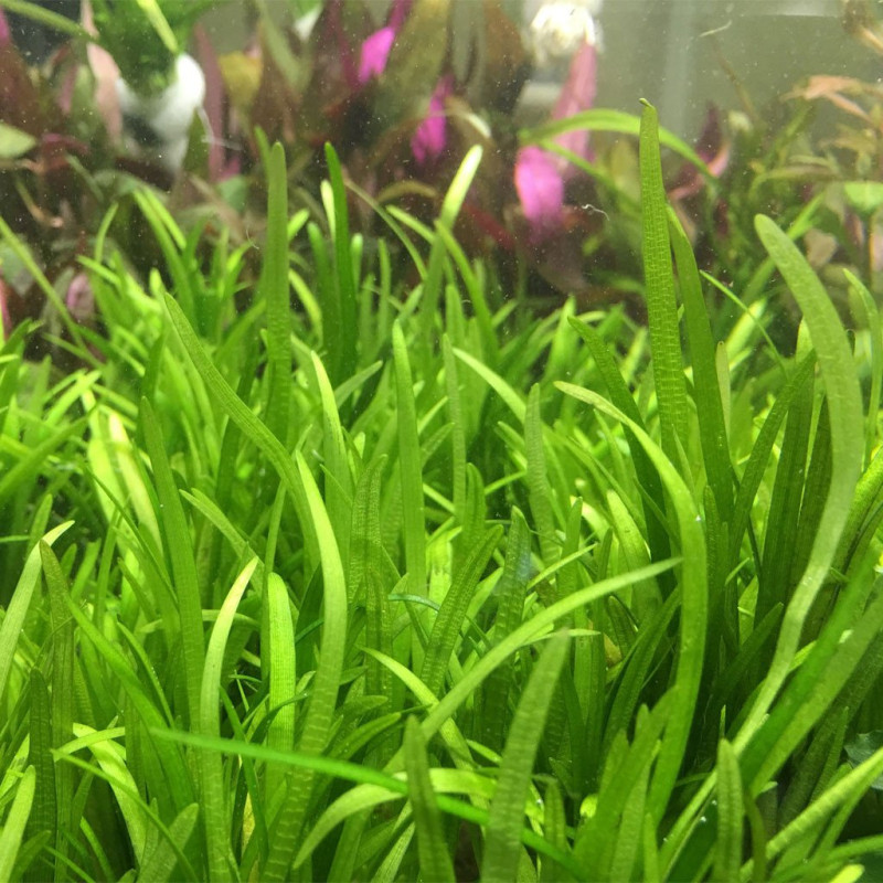 Sagittaria subulata "Needle"