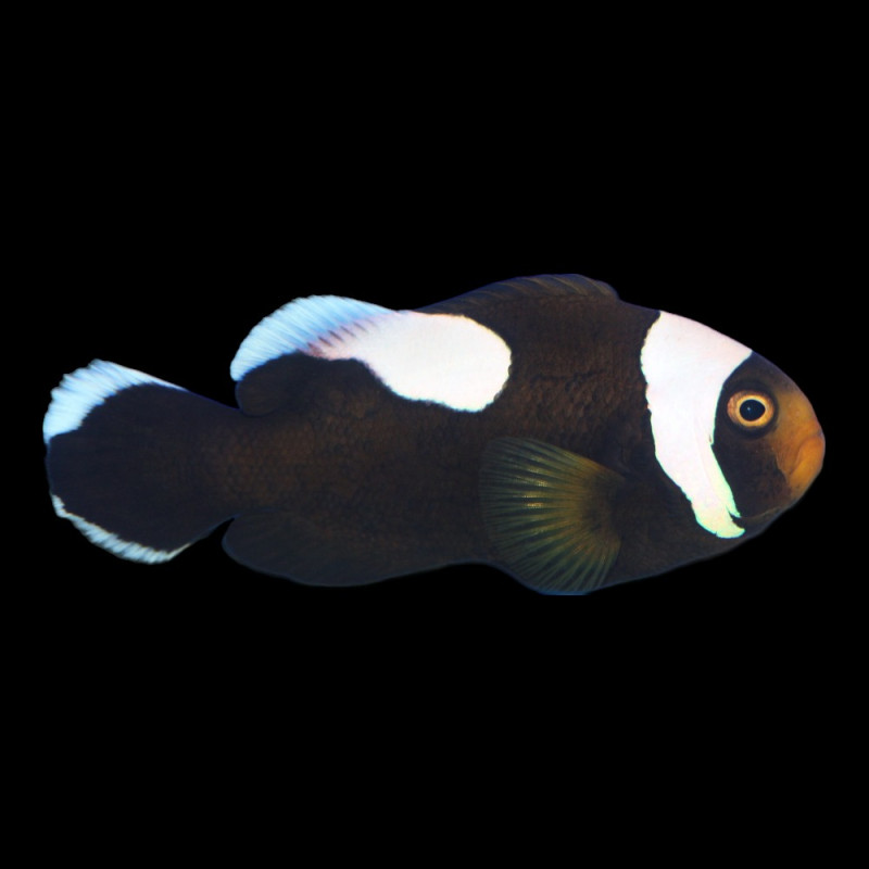 Palhaço - Amphiprion polymnus "Saddleback"