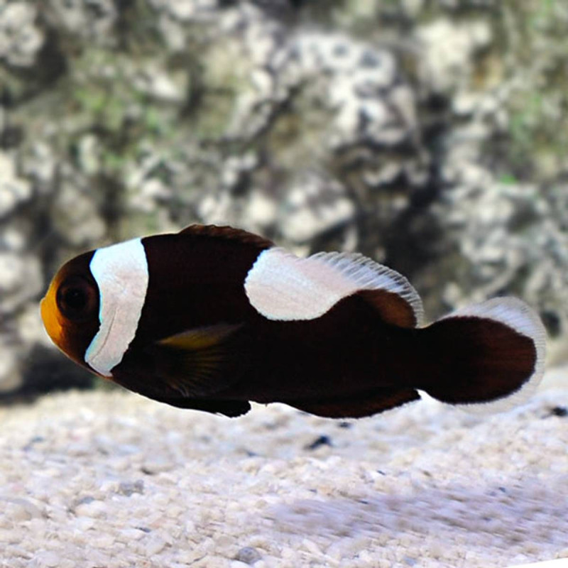 Palhaço - Amphiprion polymnus "Saddleback"