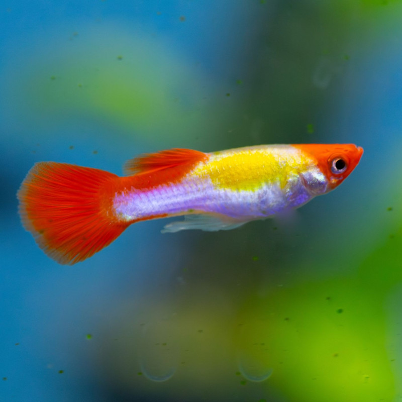 Guppy KOI Albino - Poecilia reticulata
