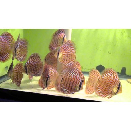 Golden Pigeon Discus 4-5cm