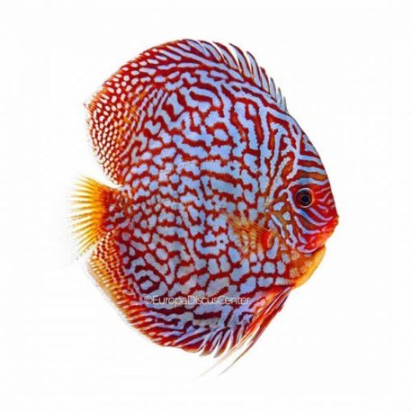 Golden Pigeon Discus 4-5cm