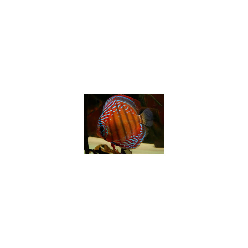 Red Marlboro Discus 5-6.5cm