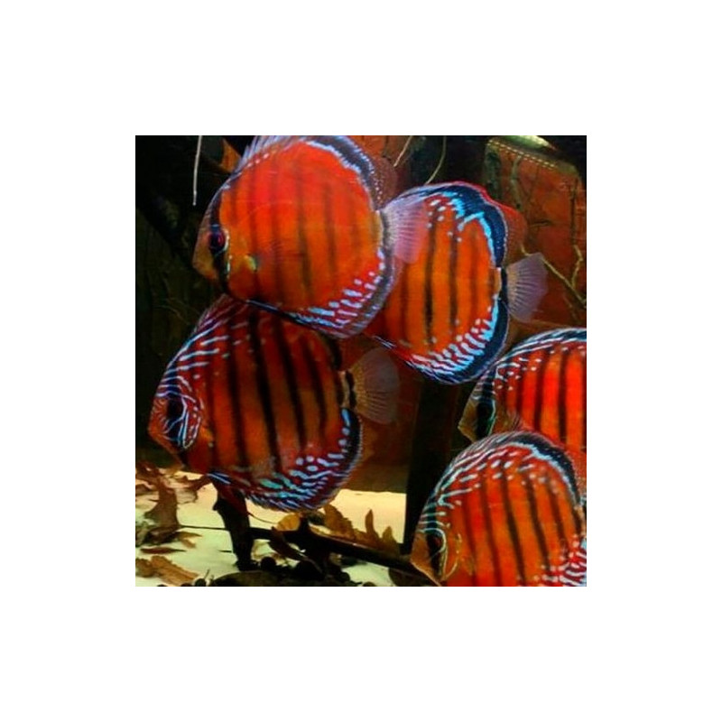 Red Marlboro Discus 5-6.5cm