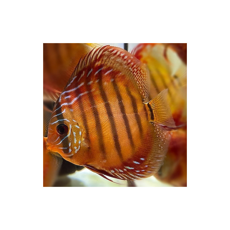 Red Marlboro Discus 5-6.5cm