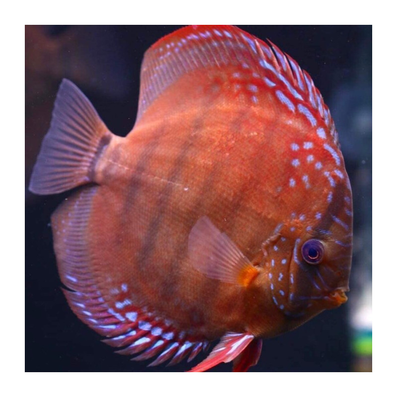 Red Marlboro Discus 5-6.5cm