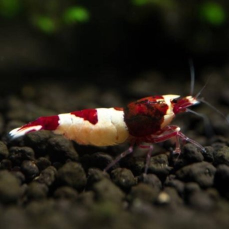 Red Wine Shrimp - Caridina logemani var. Red Wine