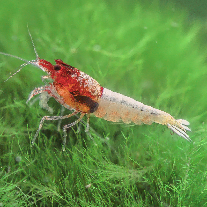 Red Steel Shrimp - Caridina logemani var. Red Steel