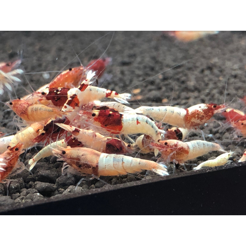 Red Steel Shrimp - Caridina logemani var. Red Steel