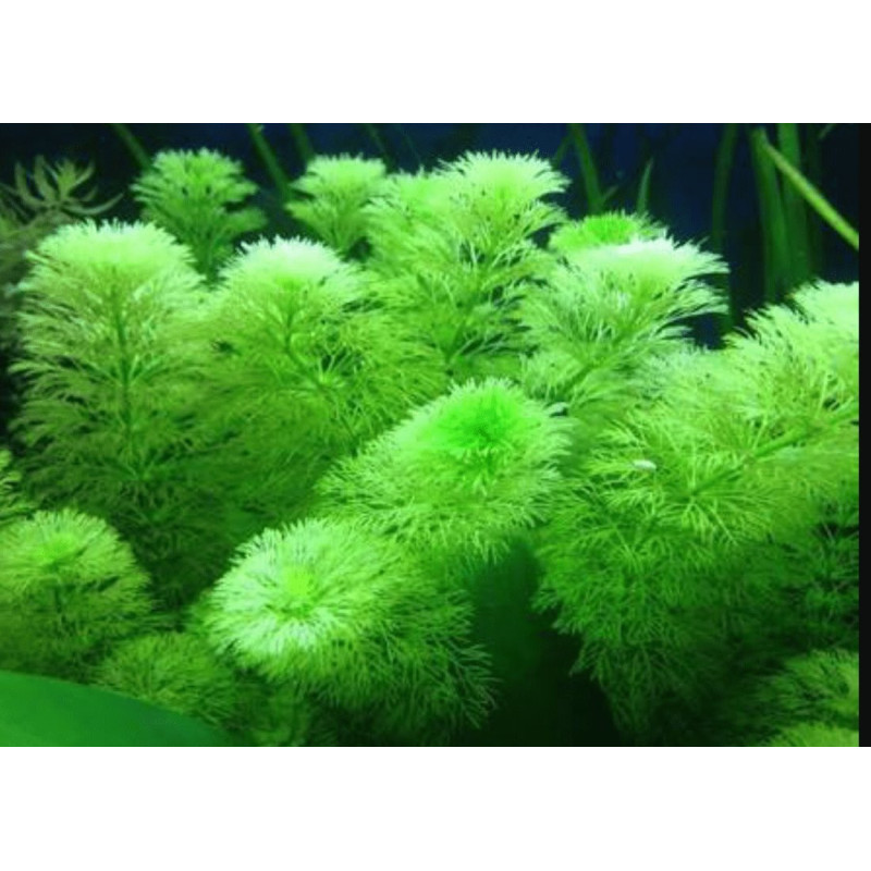 Limnophila aquatica