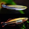 Madagascar Rainbowfish - Bedotia geayi M