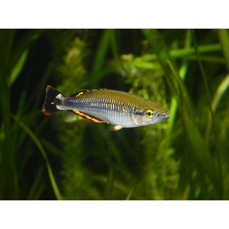 Arco-íris Madagascar - Bedotia geayi M