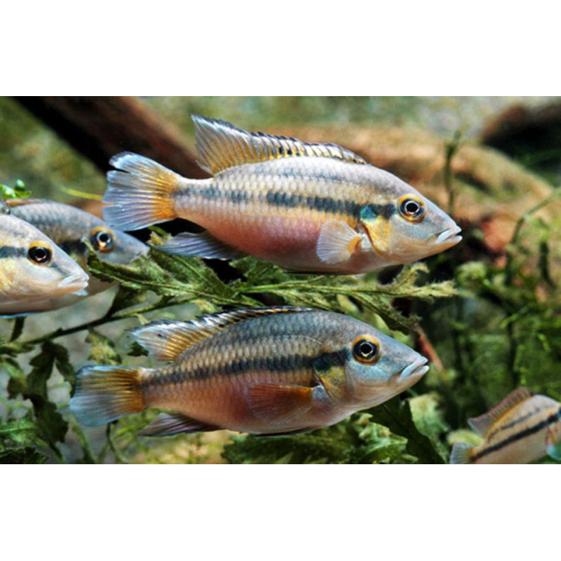 Cíclido de Günther - Chromidotilapia guntheri