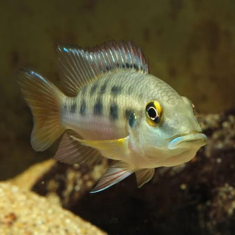 Cíclido de Günther - Chromidotilapia guntheri