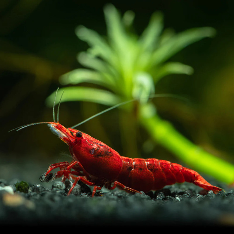 Painted Red Fire Shrimp - Neocaridina davidi