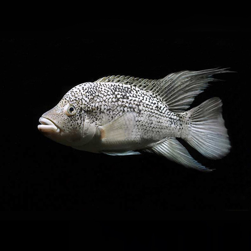 Nandopsis haitiensis
