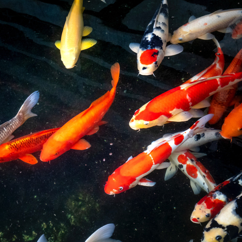 Carpa Koi - Seleção 7-8cm