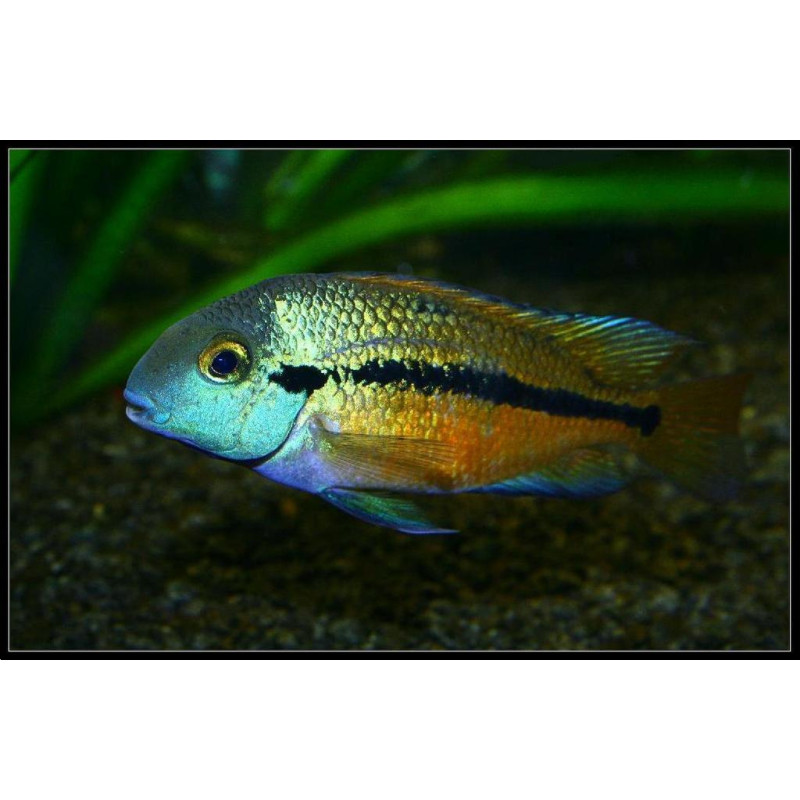 Ciclídeo da Nicaragua - Hypsophrys nicaraguensis 5-6cm
