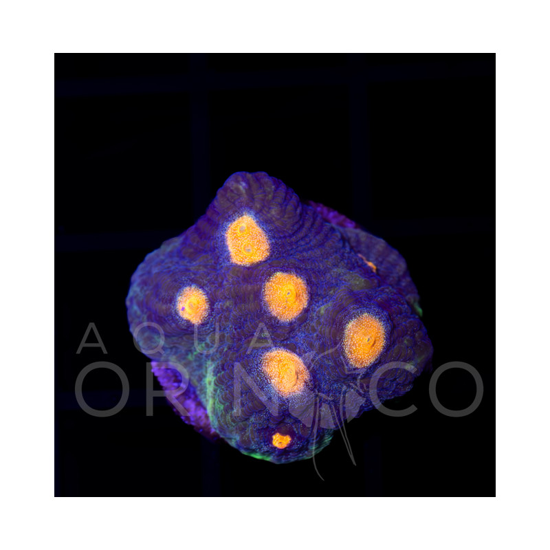 Montipora setosa I