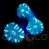 Caulastrea Curvata Green Flour