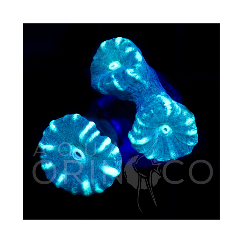 Caulastrea Curvata Green Flour