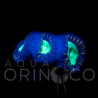 Caulastrea Curvata Green Flour Iv