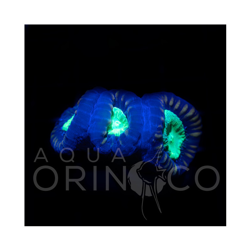 Caulastrea Curvata Green Flour Iv