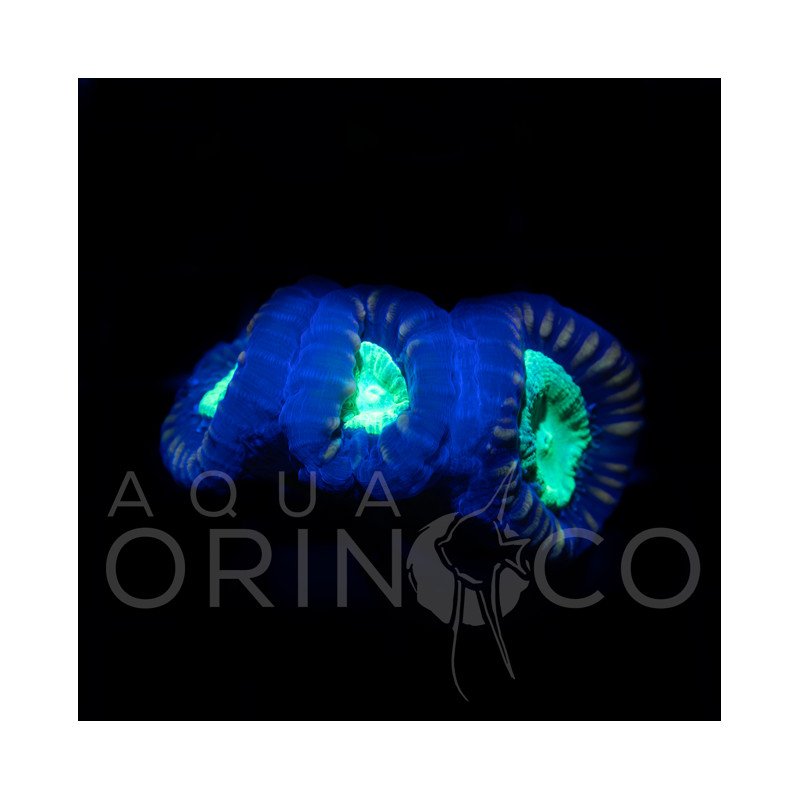 Caulastrea Curvata Green Flour Iv