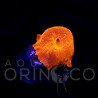 Discosoma cardinalis WYSIWYG