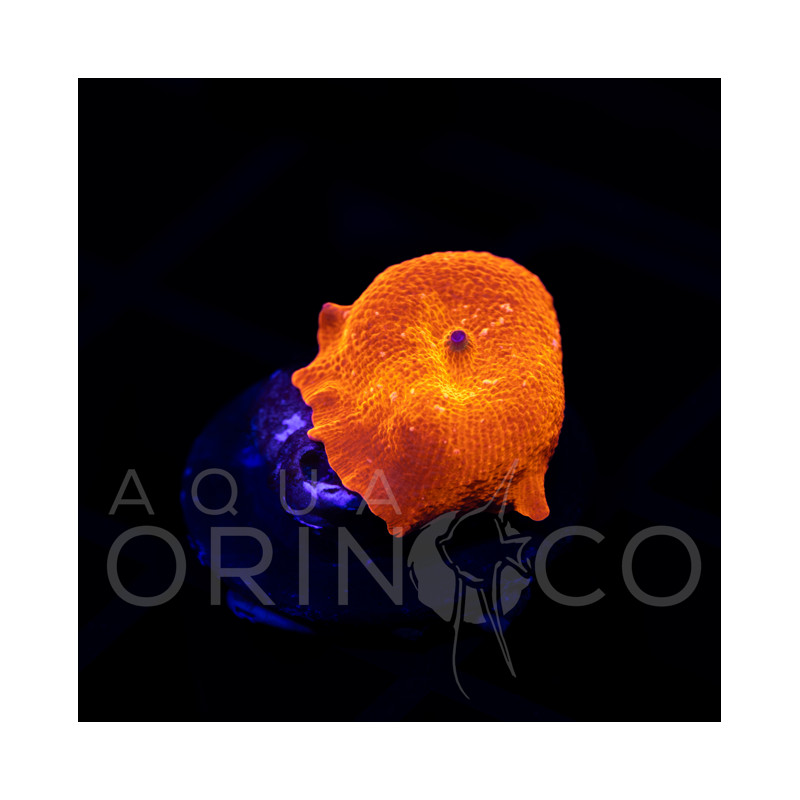 Discosoma cardinalis WYSIWYG